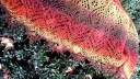 Шаль из пряжи Расти от Елены Поповой